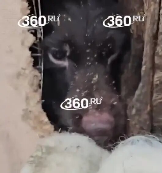    Фото: кадр видео 360.ru