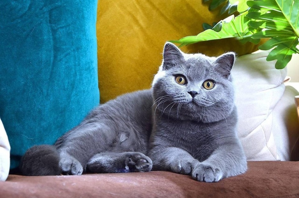    Кот породы британская короткошерстная возглавил рейтинг из 74 кошек. Фото: предоставлено питомником pearl-bridge.com