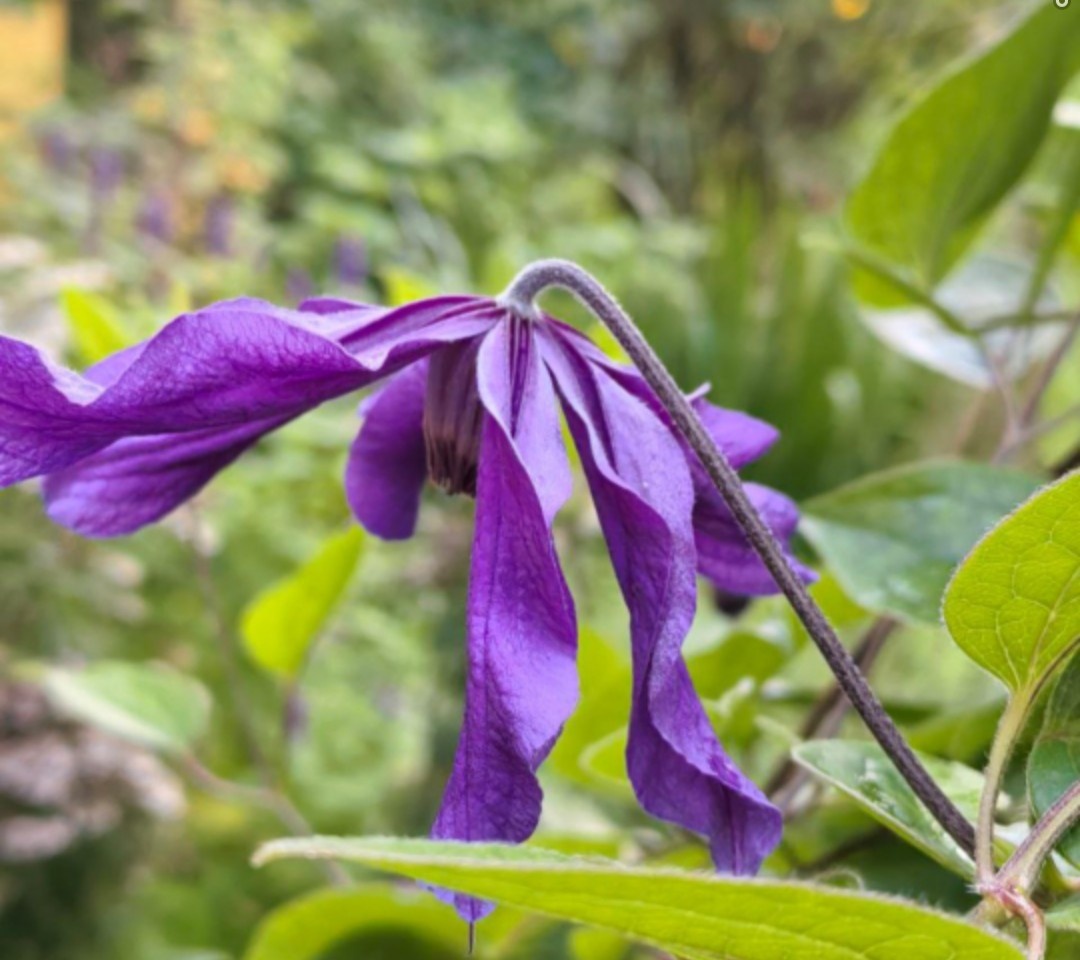 Сизая птица