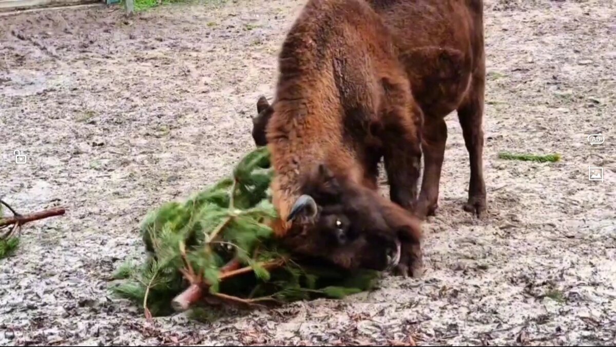    Фото: Ростовский-на-Дону зоопарк
