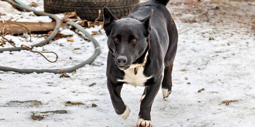 "Снег под лапами искрится