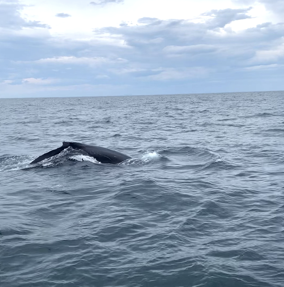 Мой первый кит