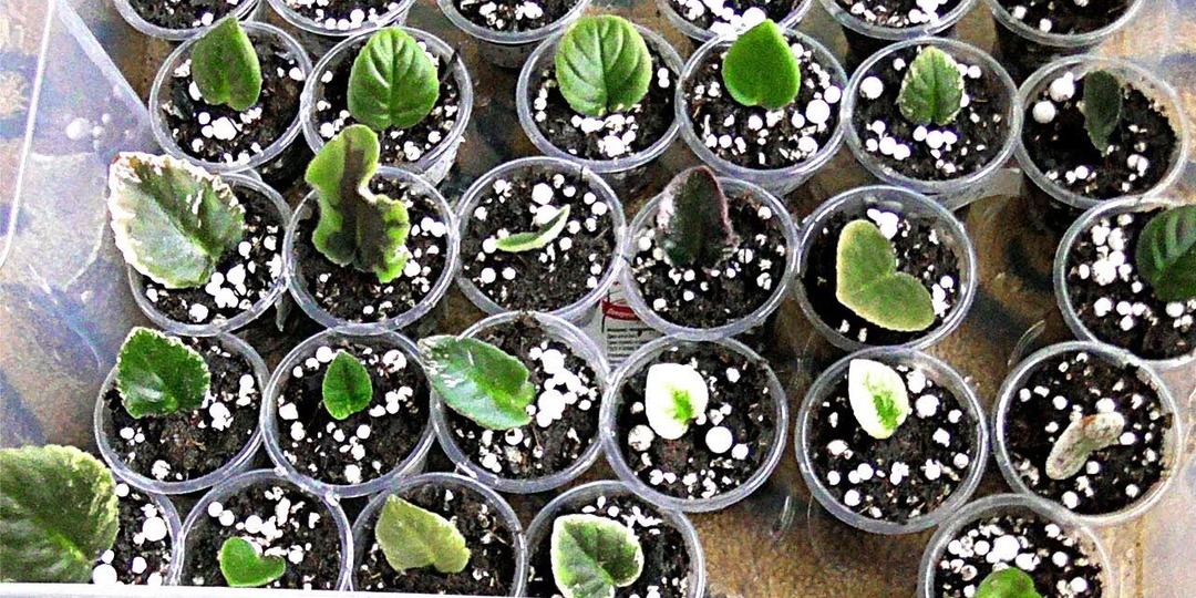 Почему гибнут и не дают деток листовые черенки фиалок?