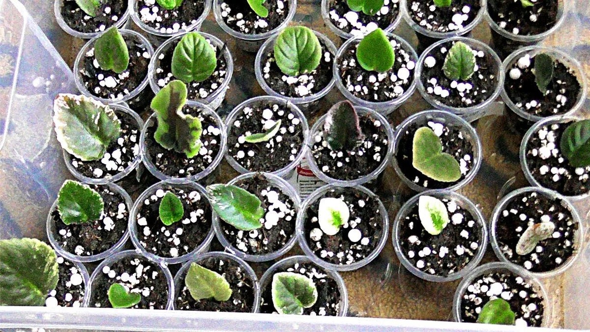 Листочки на укоренение.