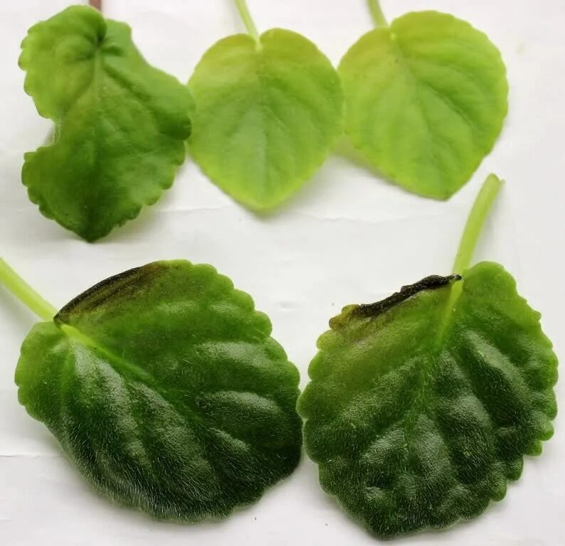 Такие листья для посадки не годятся.