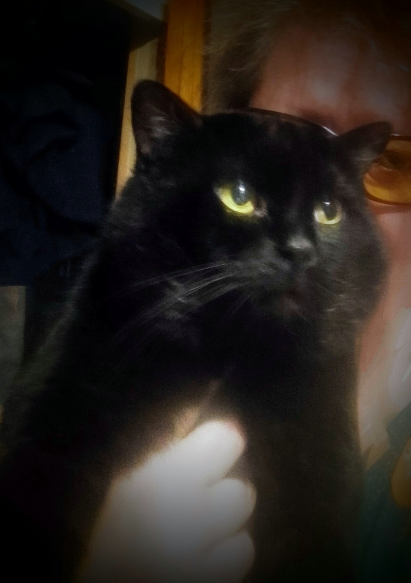 Барсук. Просто ловила для фото тех, кто мимо проходил. Такие разные коты 