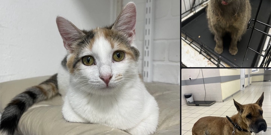 Мы столкнулись с тремя разными видами онко-процессов - саркомой, карциномой и лимфомой.