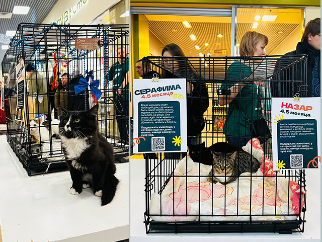 10 друзей кота Суворова в Твери нашли свой дом