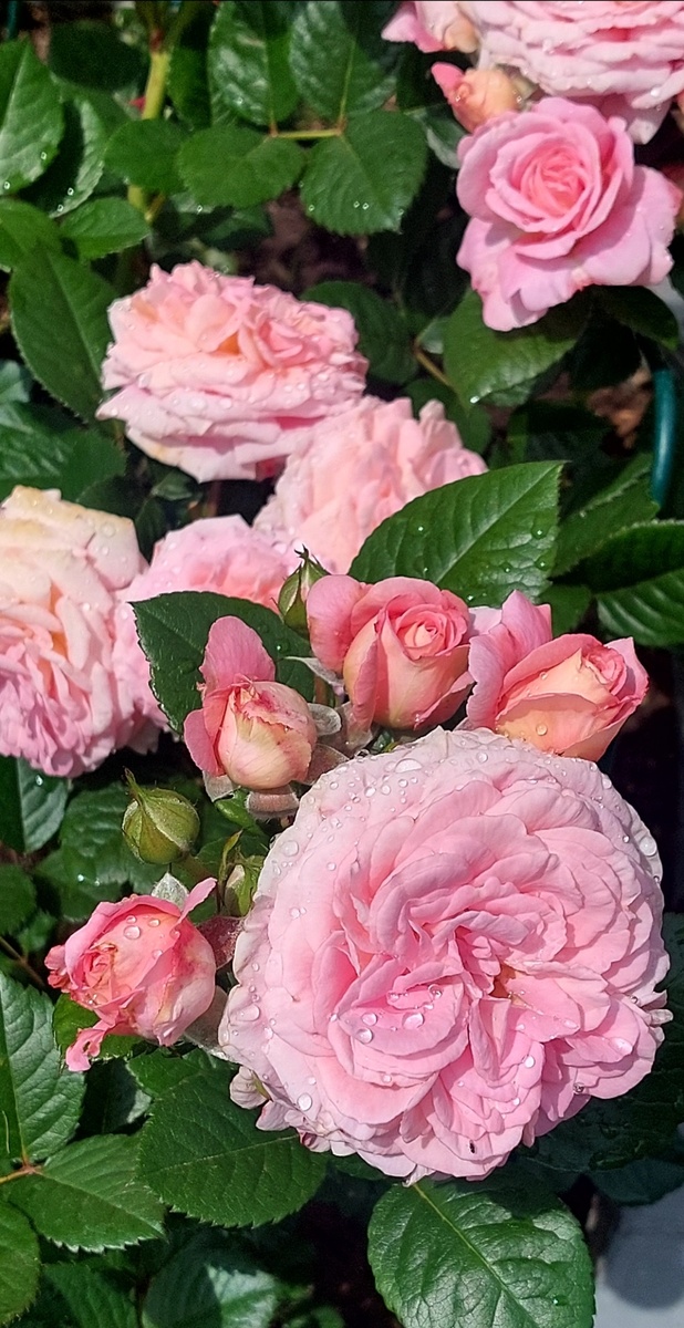 Амаретто. Флорибунда