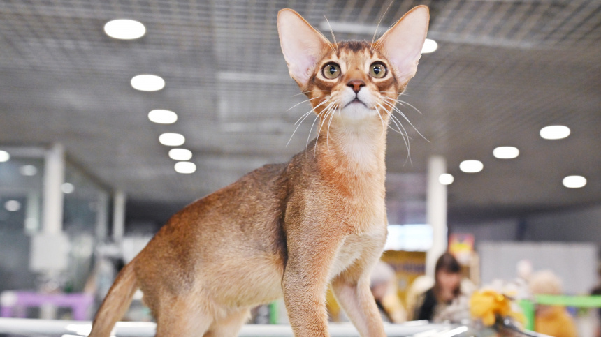    Фото: www.globallookpress.com/Vladimir Baranov