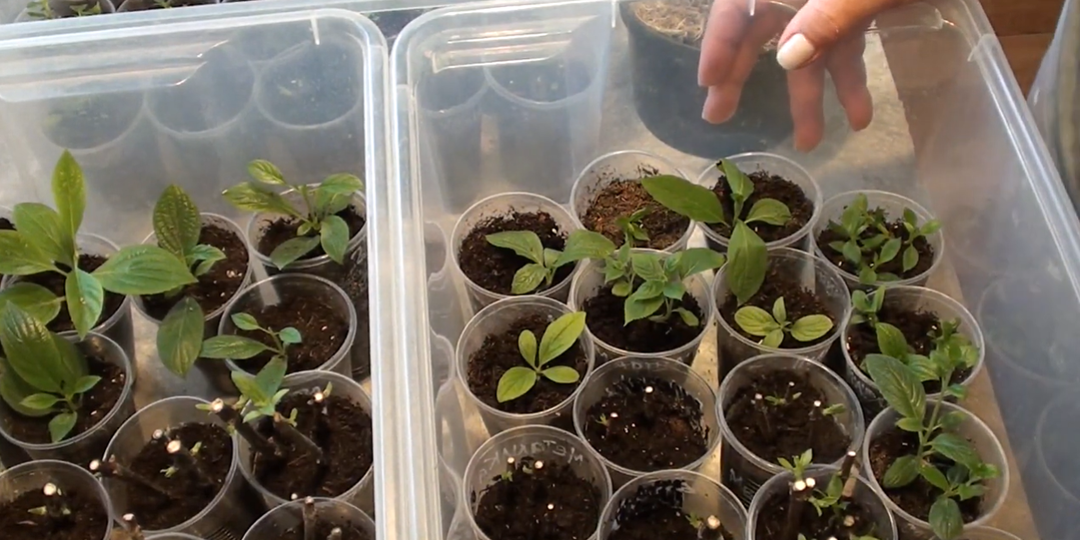 Спасение гортензий от хлороза: мой супер-рецепт, который реально работает.