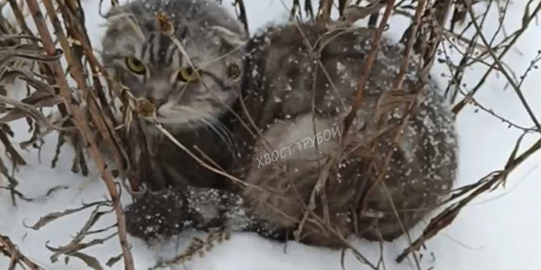 Вислоухого кота нашли на трассе прямо в снегу... От холода он еле стоял на лапках.