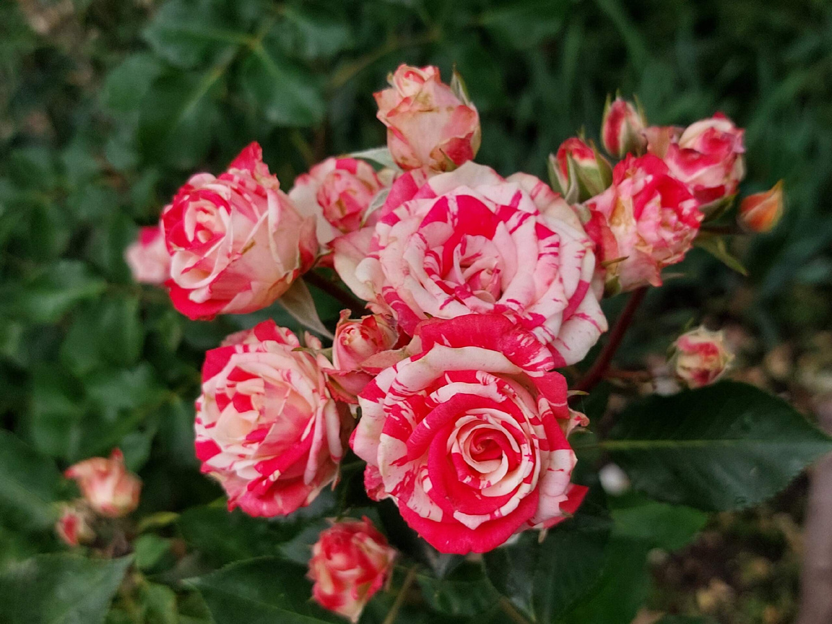 Роза Файер Воркс 