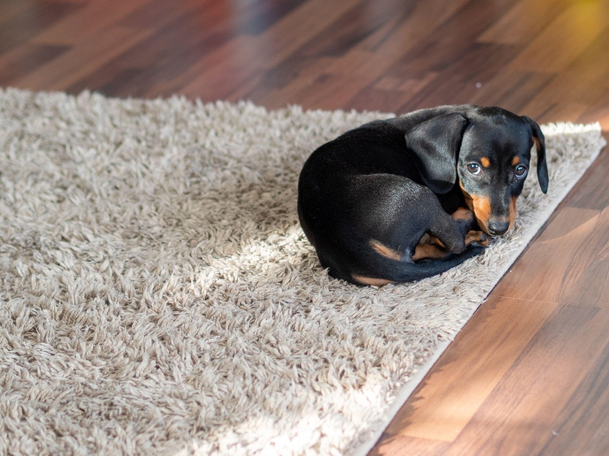    Так выглядит собака породы такса