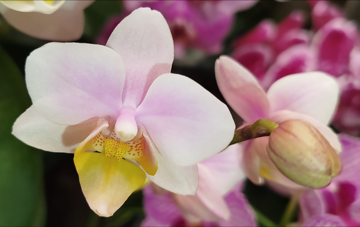 11 февраля 2025 первое домашнее цветение Литтл амаглад