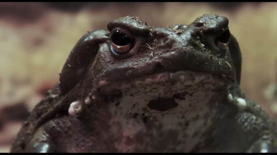    Стоп-кадр видео из   t.me/lenzoopark