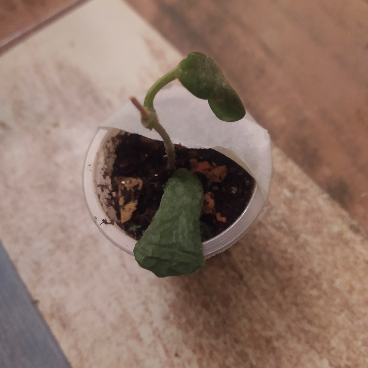 Хойя - заморыш