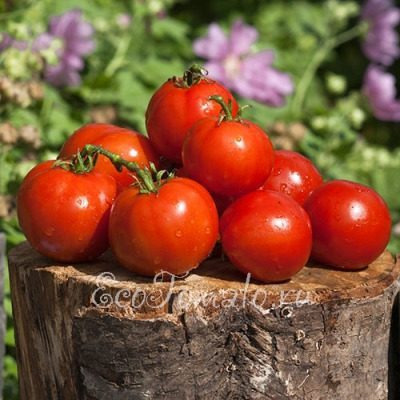 Томат Алпатьева 905 А: проверенный временем ранний сорт для открытого грунта