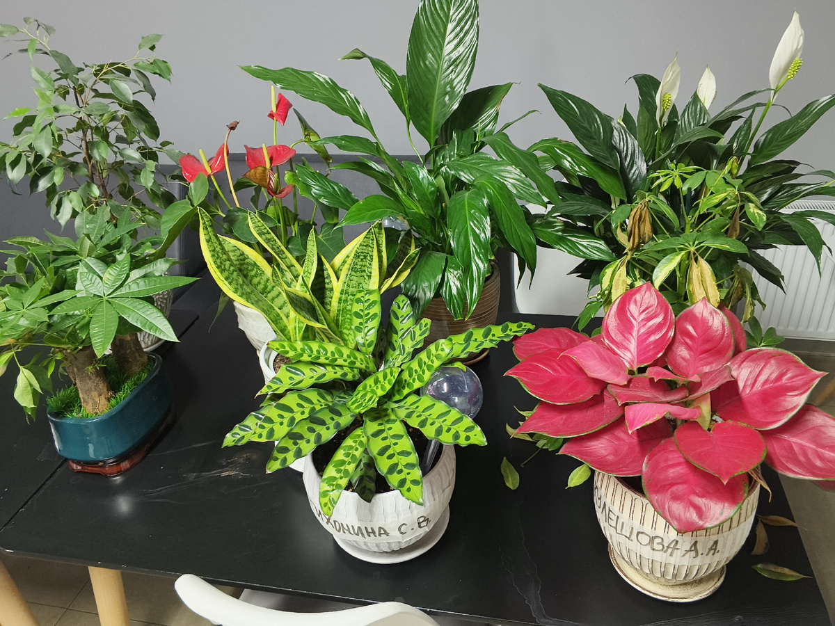 Цветочки из офиса Русагро в котором работали