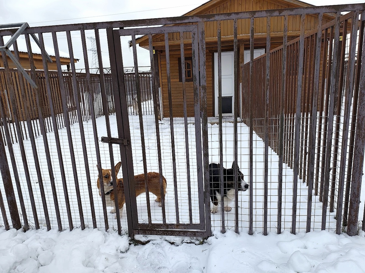 Зоогостиница "Атаман"