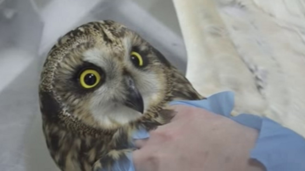    В курском приграничье спасают птиц, попавших в антидроновые сети