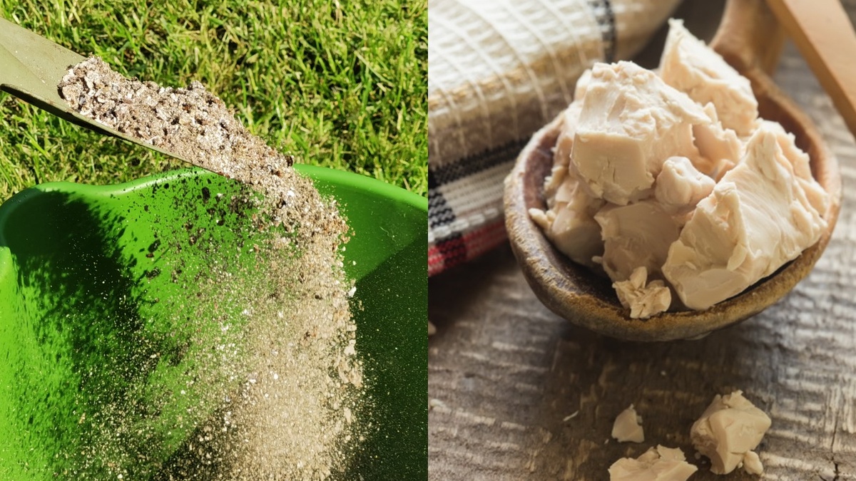 Природные стимуляторы