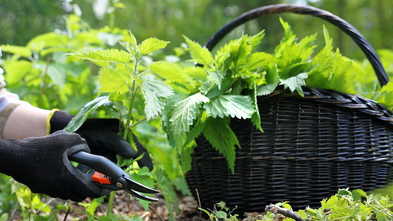 2500 рублей за сезон или 15 рублей за ведро концентрата - выбор очевиден