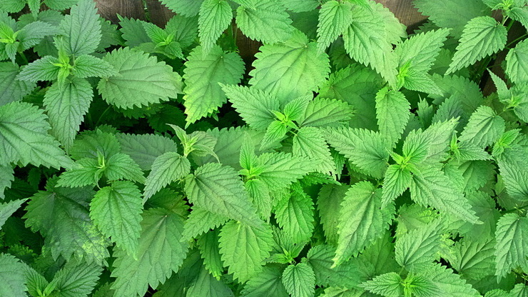 Крапива содержит те же активные вещества - витамины группы B, железо, кальций, природные фитогормоны.