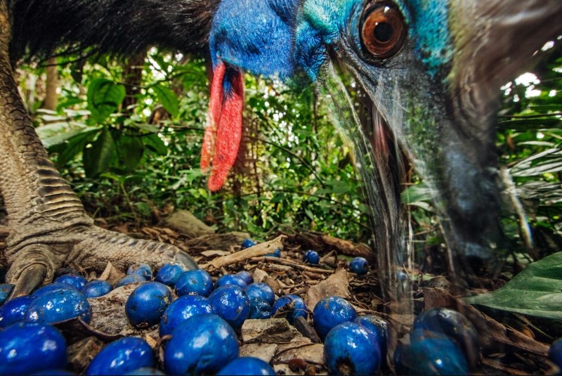 Самец казуара лакомится любимыми плодами — синими квандонгами.