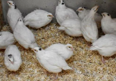 Перепела маленькие птицы 