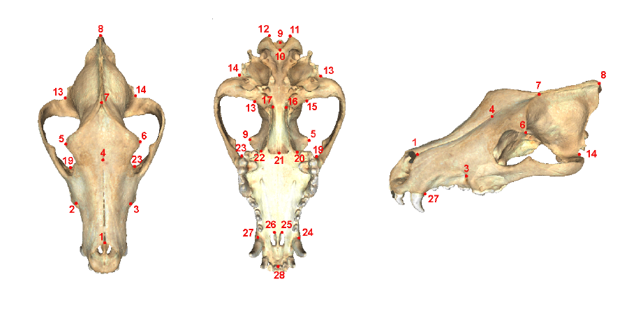На рисунке изображен фрагмент одного из этапов исследования строения черепа. Цифры показывают местоположение 28 3D-ориентиров с использованием фиксации изменений размера и формы. Источник картинки – журнал Science.