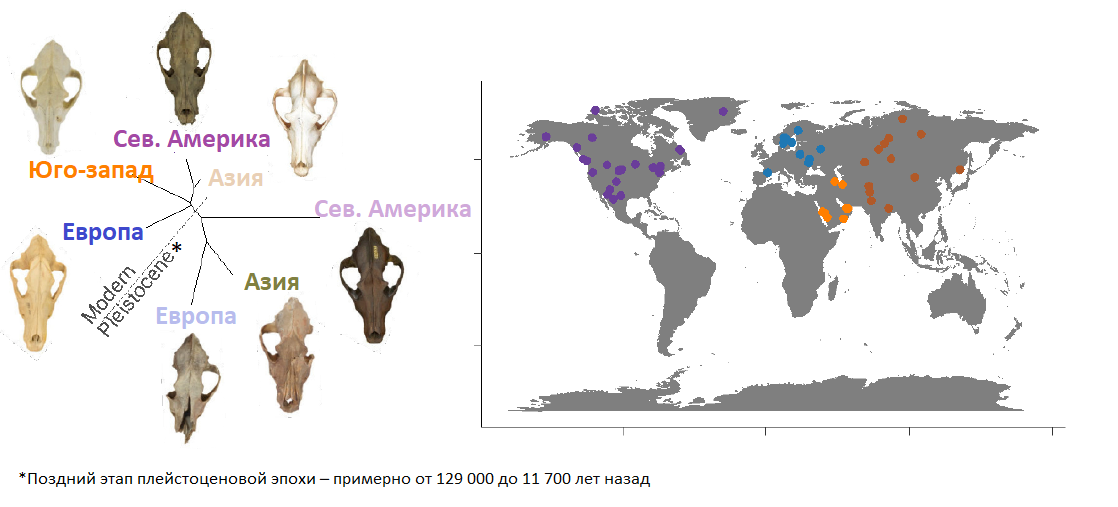 Сравнение черепов 86 современных волков и 17 древних псовых. Ярким цветом подписаны черепа современных волков, а более светлым – древних псовых собак. На карте обозначено местоположение всех современных волков: они происходят из Азии, Европы, Северной Америки и Юго-Западной Азии.
Источник картинки – журнал Science.