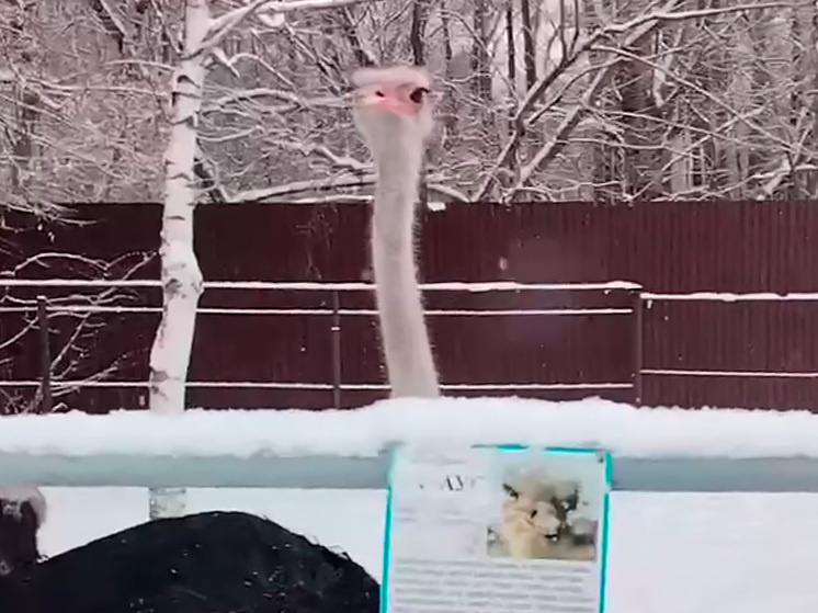     фото: скриншот из видео / Липецкий зоопарк