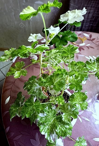 Один лист я всё-таки оборвала, самый верхний. 