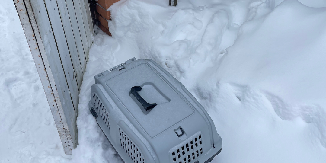 Выброшенное счастье