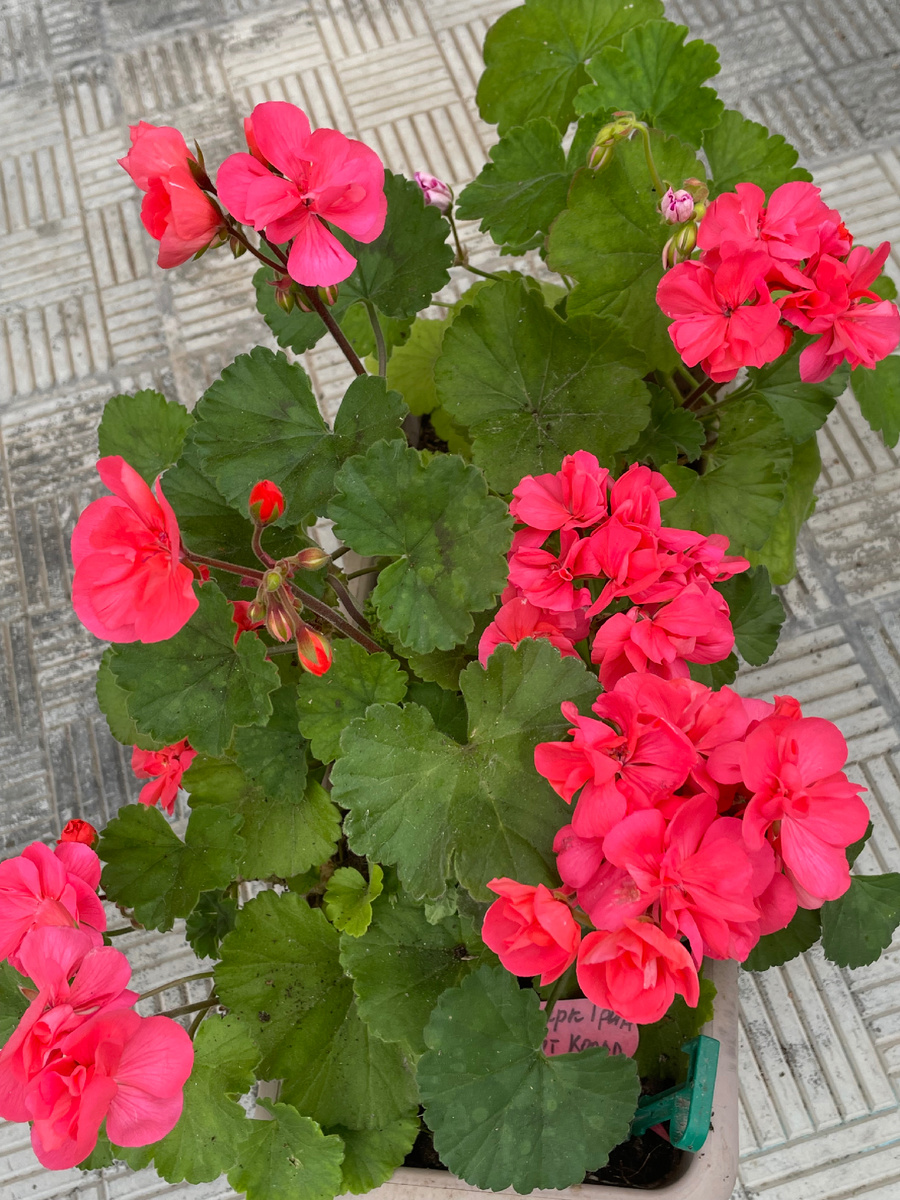 Пеларгония, январь 2026