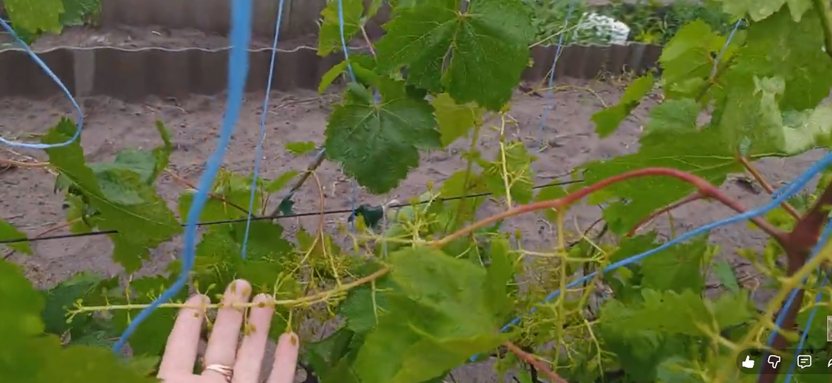 Цветение Долгожданного