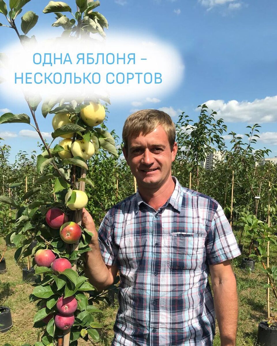 Яблоня дерево сад описание сортов