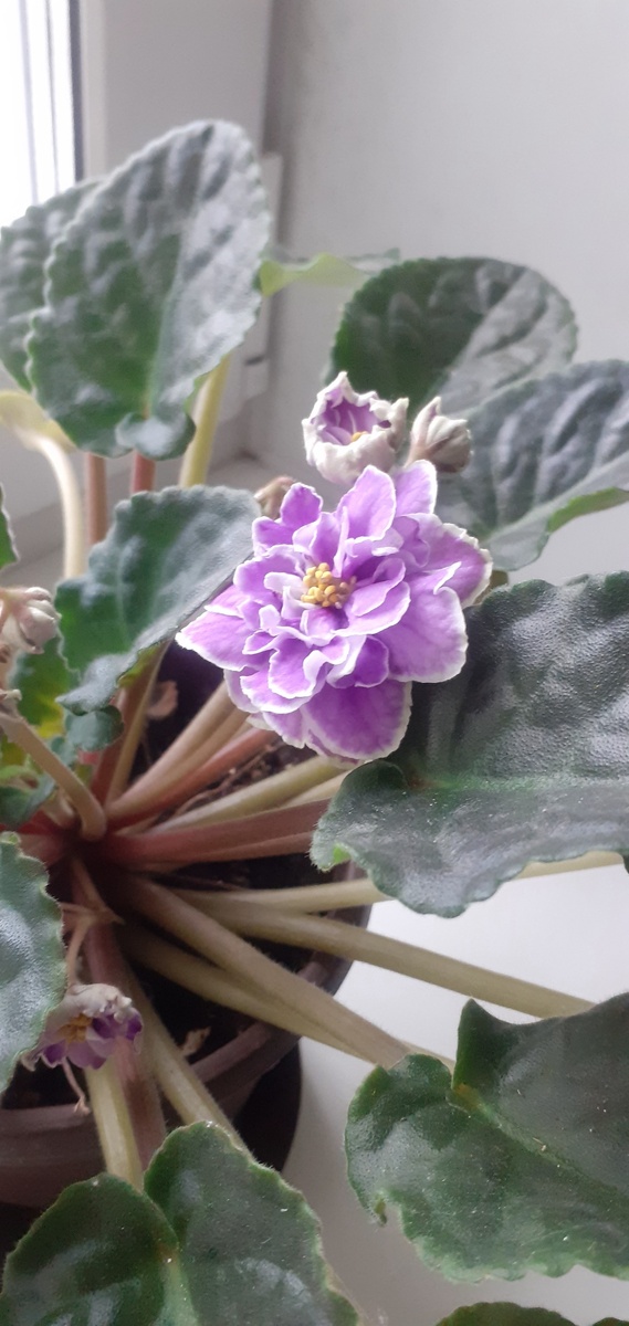 МОЯ НЕЖНАЯ ФИАЛКА.