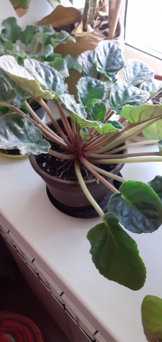 ДИАМЕТР РОЗЕТКИ 35 СМ