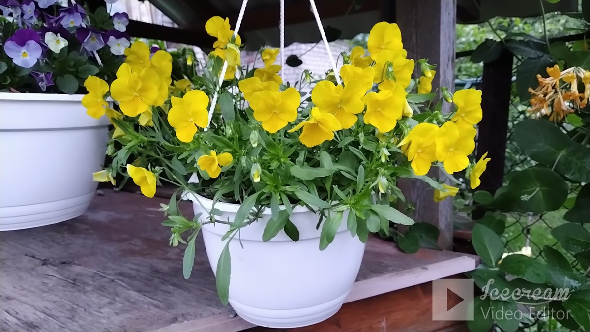 Ампельная виола.