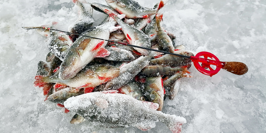 Погодные условия, при которых улучшается клëв окуня зимой.