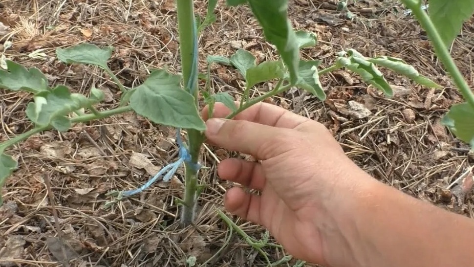 Правильное отщипывание создает естественный разрыв без травм стебля