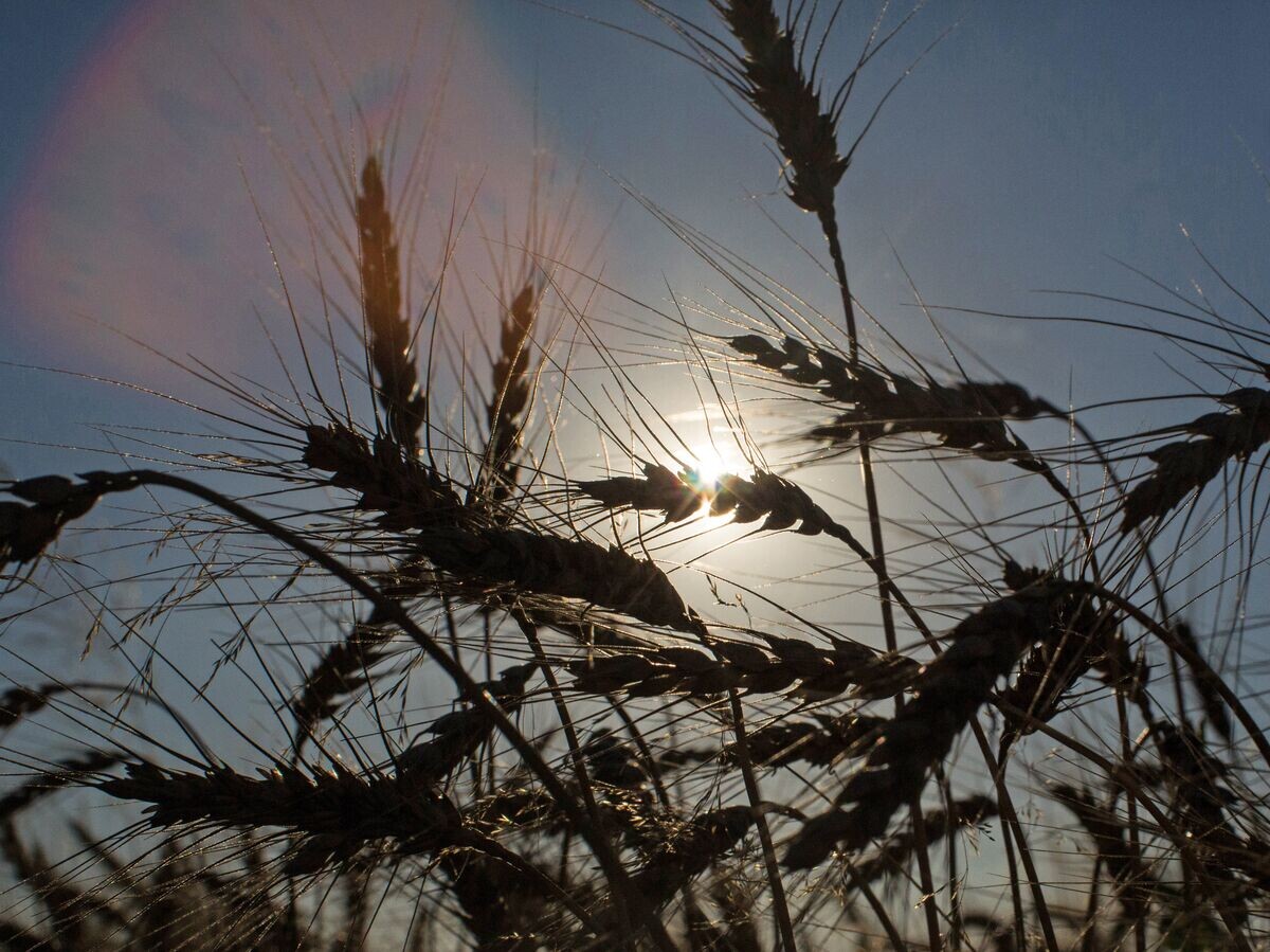    Пшеница © РИА Новости . Илья Питалев