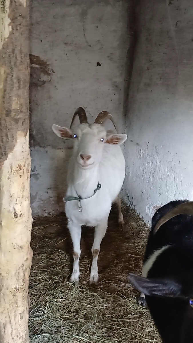 Коза по имени Бахар