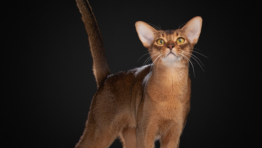     Сайт WCF Best Cat