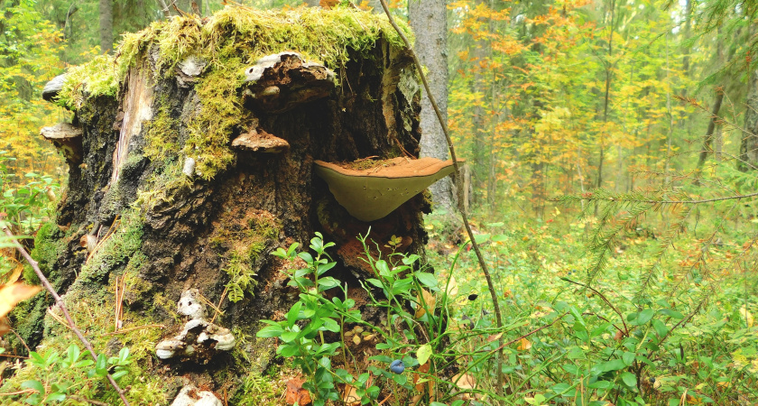    автор фото Вячеслав Вольгин