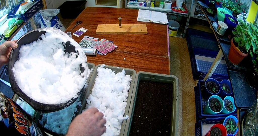 Январская магия: сажаем лобелию на снег для раннего и пышного цветения