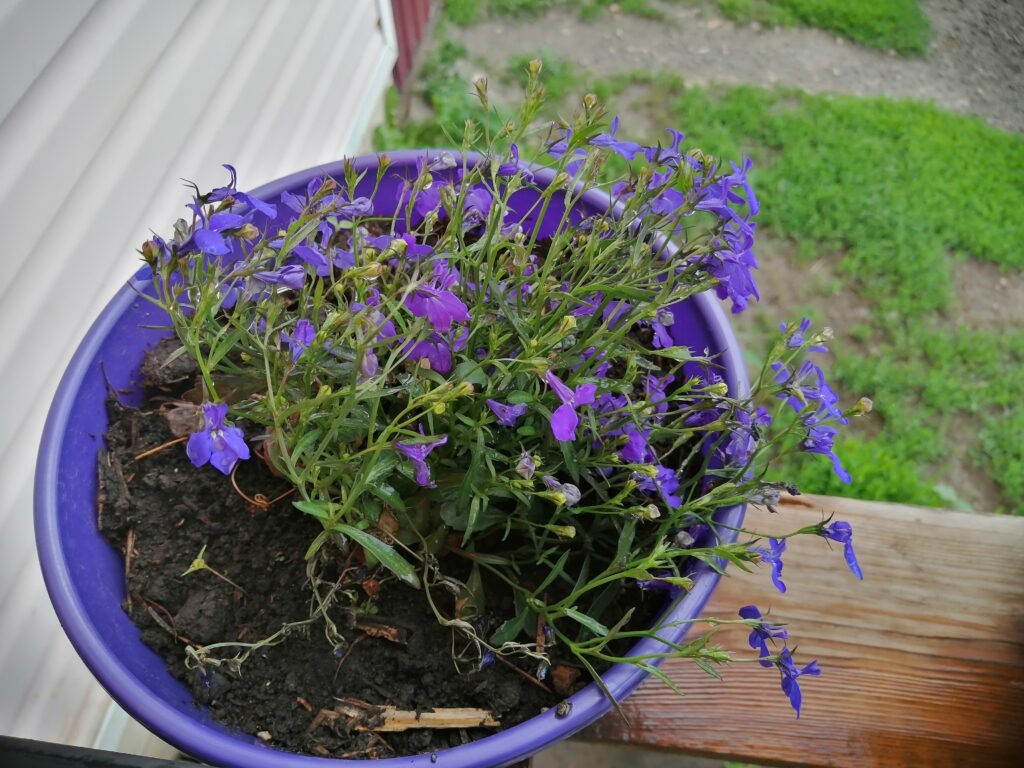 Ампельная лобелия сорт «Регата» в начале июня.