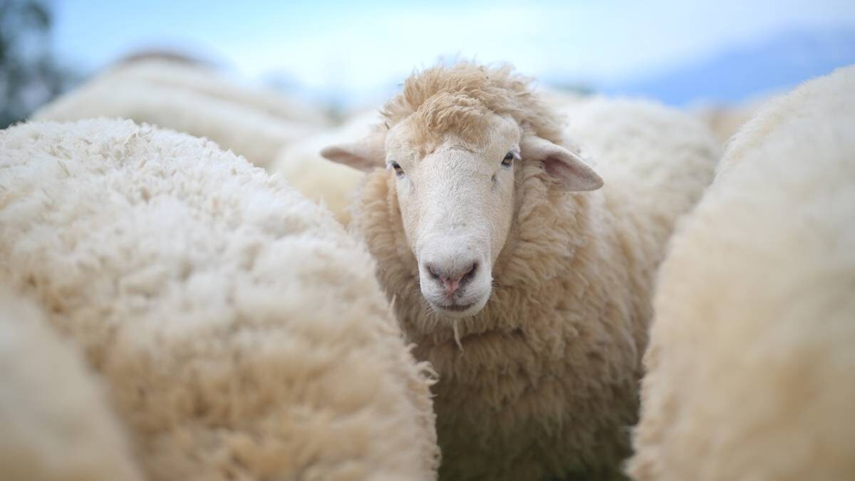    Фото: Shutterstock
